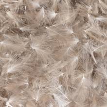 CDC BAETIS Salvaje BAETIS PLUMAS Y CDC