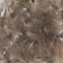 CDC BAETIS Salvaje BAETIS PLUMAS Y CDC 2