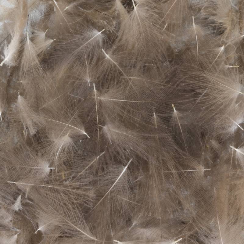 CDC BAETIS Salvaje BAETIS PLUMAS Y CDC