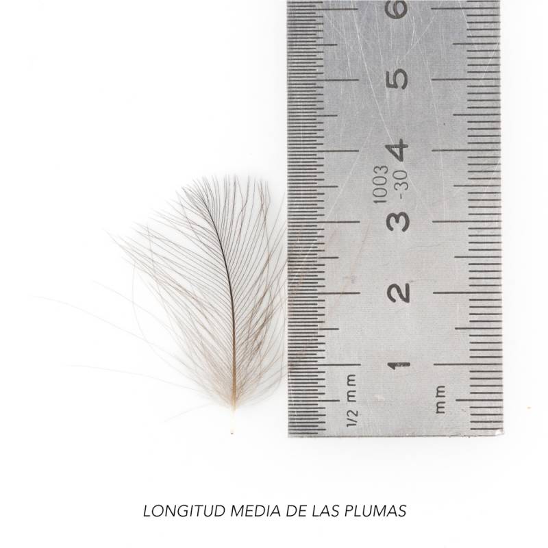 CDC BAETIS Salvaje BAETIS PLUMAS Y CDC