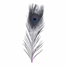 QUILL PAVO REAL BAETIS