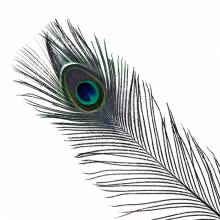 QUILL PAVO REAL BAETIS 2