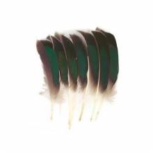 M. MCGINTY QUILL
