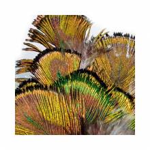 M. PAVO REAL PLUMAS VERDES