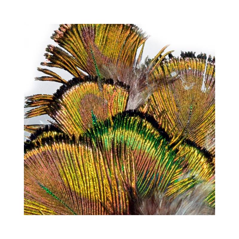 M. PAVO REAL PLUMAS VERDES
