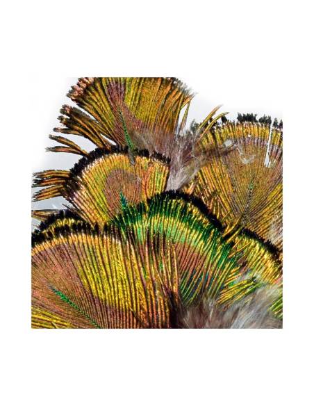 M. PAVO REAL PLUMAS VERDES