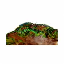 M. PAVO REAL PLUMAS VERDES 2