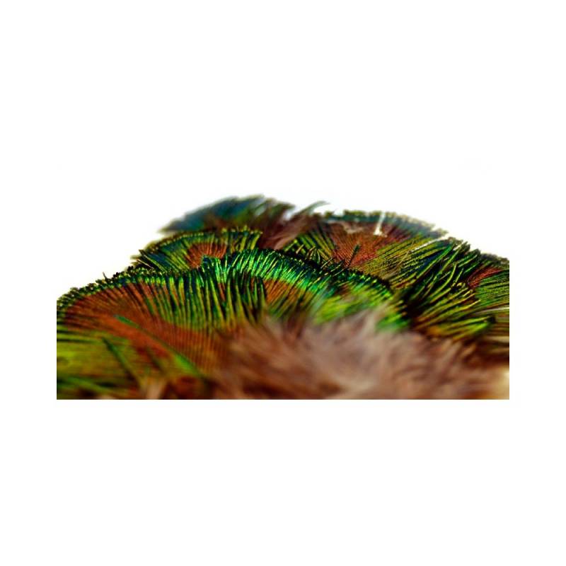M. PAVO REAL PLUMAS VERDES
