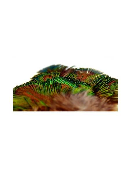 M. PAVO REAL PLUMAS VERDES