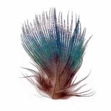M. PAVO REAL PLUMAS AZUL 2