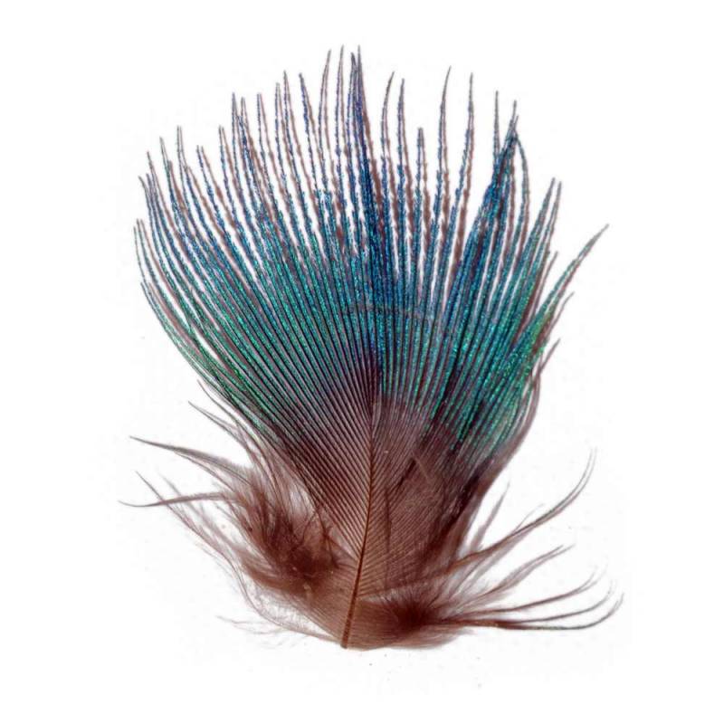 M. PAVO REAL PLUMAS AZUL