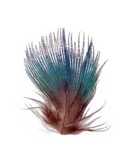 M. PAVO REAL PLUMAS AZUL