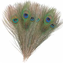 OJOS DE PAVO REAL VENIARD