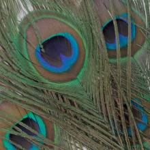 OJOS DE PAVO REAL VENIARD 2