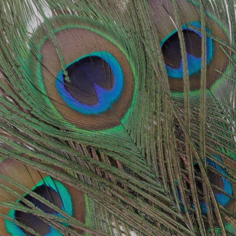 OJOS DE PAVO REAL VENIARD