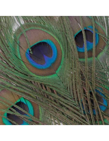 OJOS DE PAVO REAL VENIARD