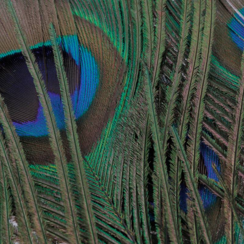 OJOS DE PAVO REAL VENIARD