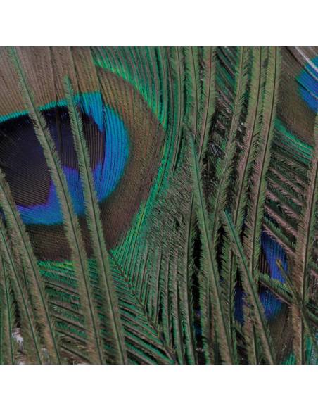 OJOS DE PAVO REAL VENIARD