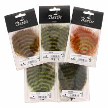 BARRED MARABOU BAETIS BAETIS PLUMAS Y CDC
