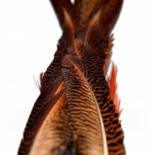 COLA FAISÁN DORADO BAETIS PLUMAS Y CDC