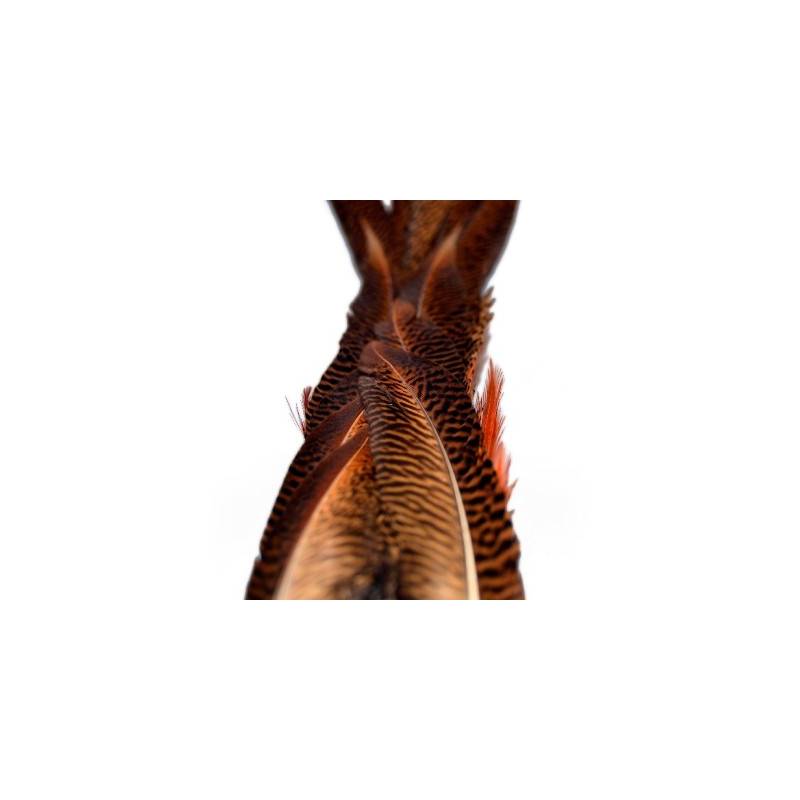 COLA FAISÁN DORADO BAETIS PLUMAS Y CDC