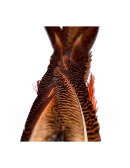COLA FAISÁN DORADO BAETIS PLUMAS Y CDC