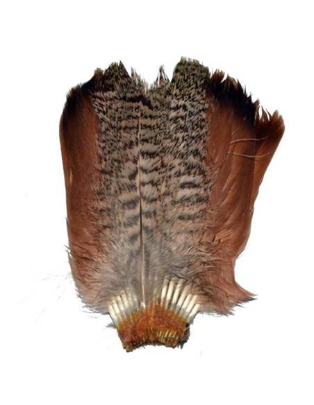 M. COLA PERDIZ PARDILLA