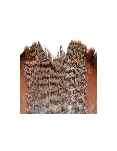 M. COLA PERDIZ PARDILLA