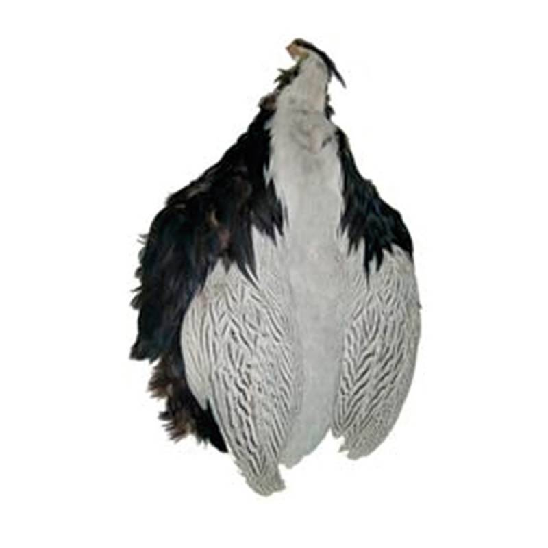M. PIEL COMPLETA FAISAN PLATEADO