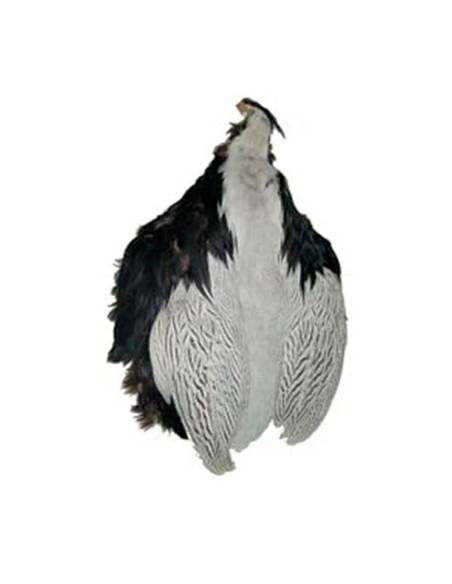 M. PIEL COMPLETA FAISAN PLATEADO