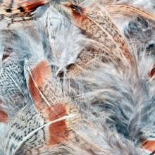 PLUMA P. PARDILLA (HUNGARIAN PART)