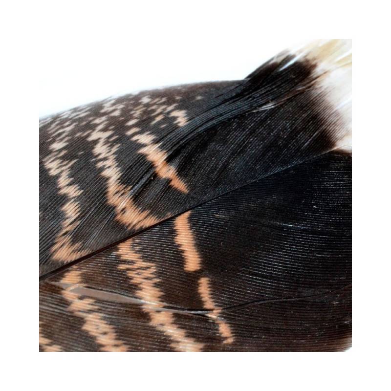 MQT2 TURKEY TAIL (1 PLUMA)