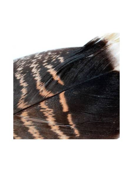 MQT2 TURKEY TAIL (1 PLUMA)