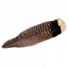 MQT2 TURKEY TAIL (1 PLUMA) 2