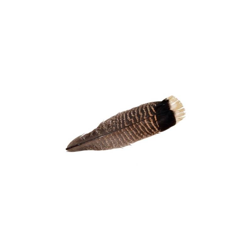 MQT2 TURKEY TAIL (1 PLUMA)