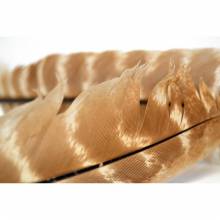 M. OZARK TURKEY QUILL