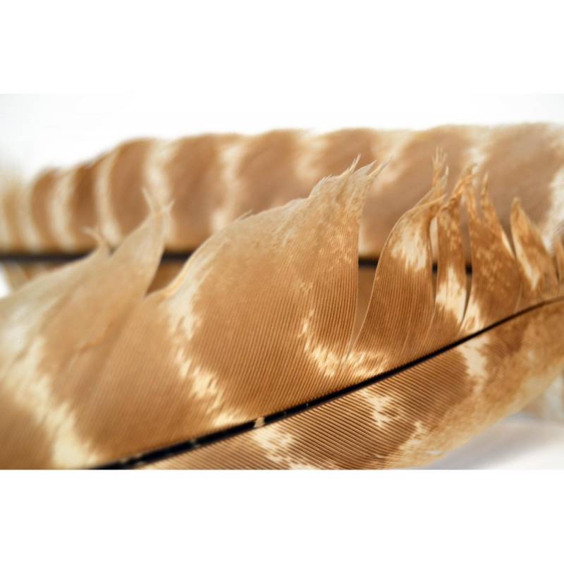 M. OZARK TURKEY QUILL