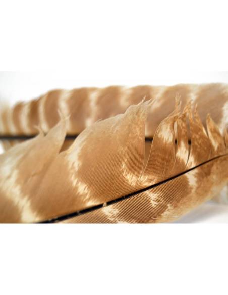 M. OZARK TURKEY QUILL