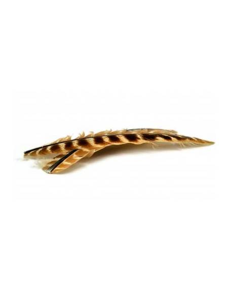 TURKEY QUILL (BIOTS)