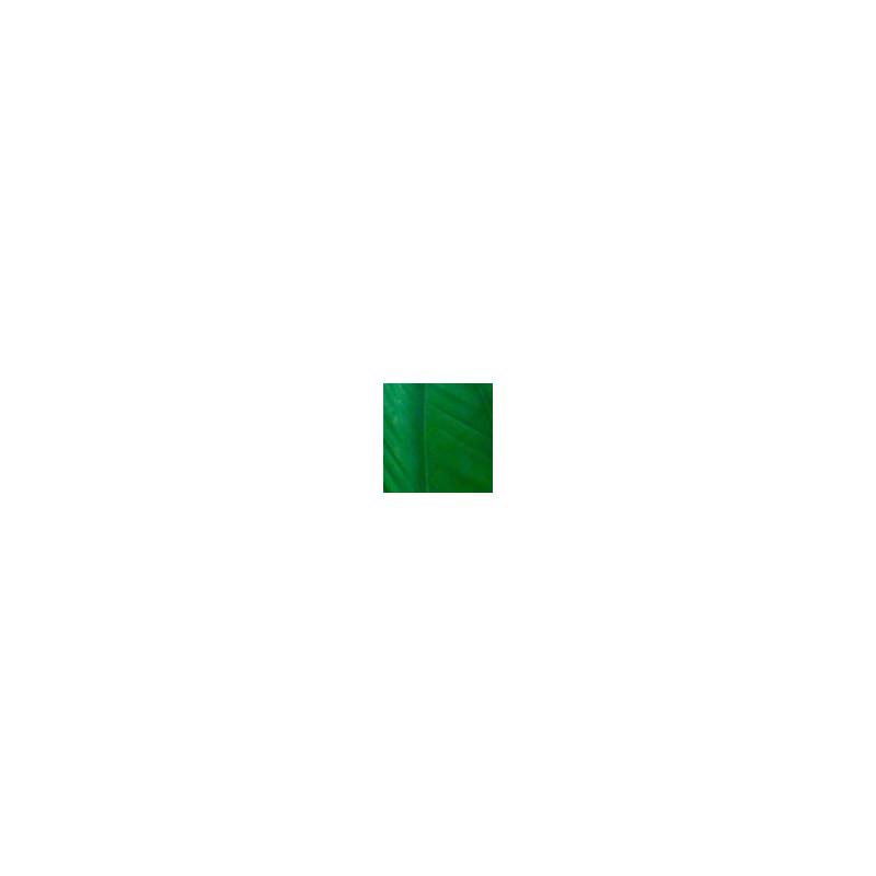 GREEN DRAKE