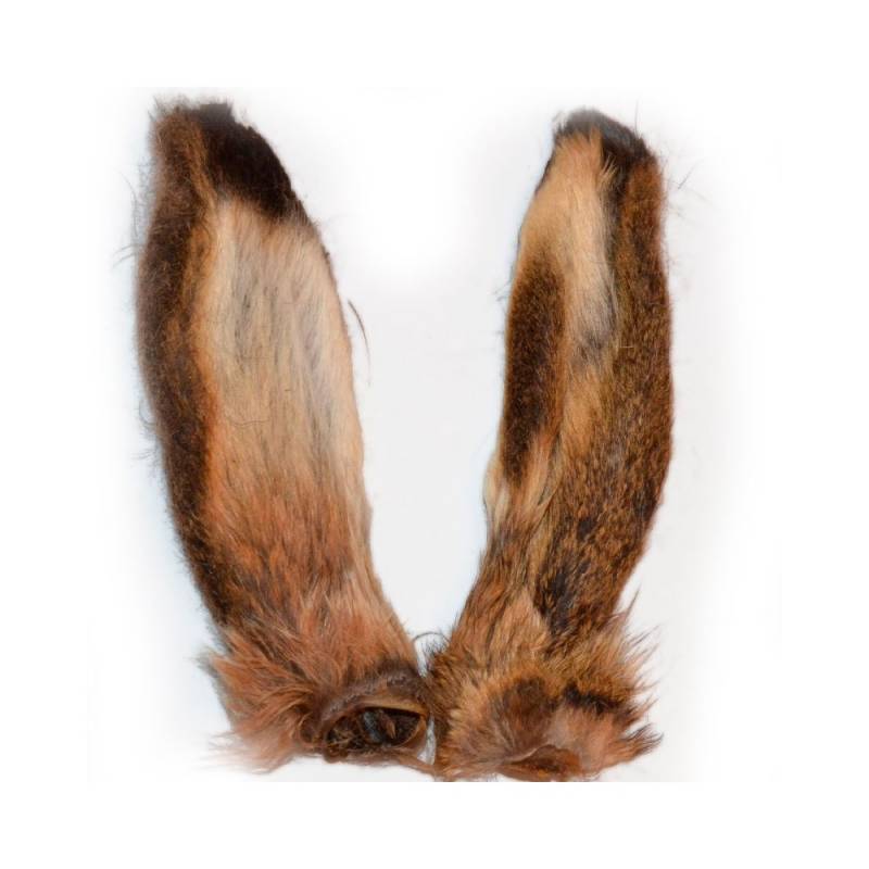 OREJAS DE LIEBRE