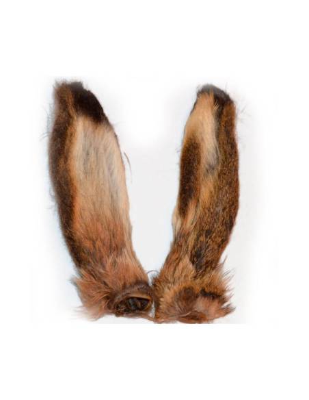 OREJAS DE LIEBRE