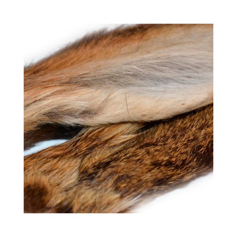 OREJAS DE LIEBRE