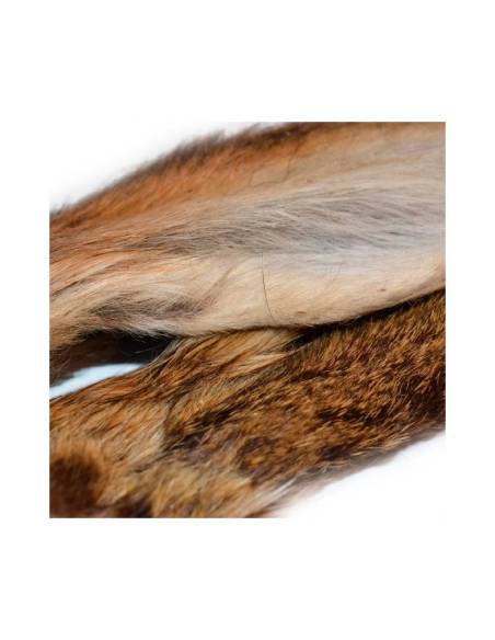 OREJAS DE LIEBRE