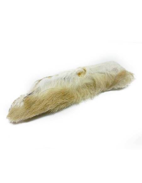 PATA DE LIEBRE ARTICA