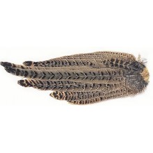 COLA FAISÁN HEMBRA CASTOR PLUMAS Y CDC