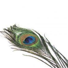 Comprar Ojos Pavo Real en nuestra Tienda Online de Pesca a Mosca | Mosca y Linea