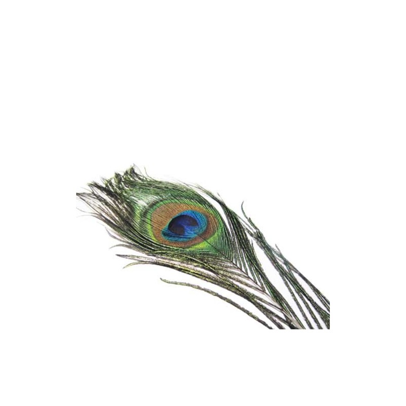 Comprar Ojos Pavo Real en nuestra Tienda Online de Pesca a Mosca | Mosca y Linea