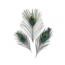 Comprar Pluma Pavo Real en nuestra Tienda Online de Pesca a Mosca | Mosca y Linea