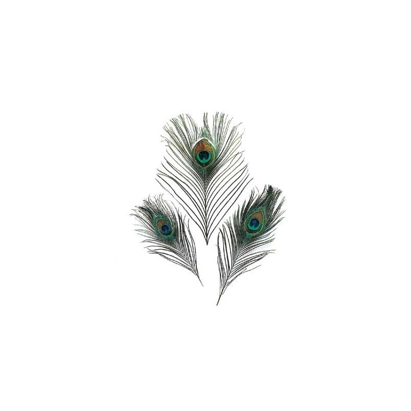 Comprar Pluma Pavo Real en nuestra Tienda Online de Pesca a Mosca | Mosca y Linea
